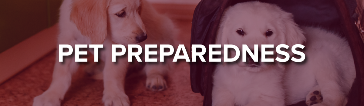Pet Preparedness, two dogs